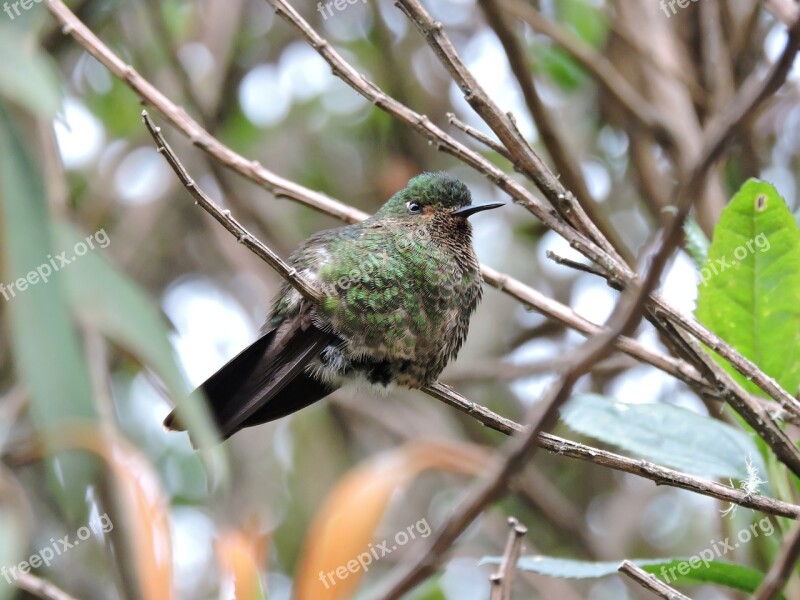 Hummingbird Wings Colors Cold Nevado Del Ruiz