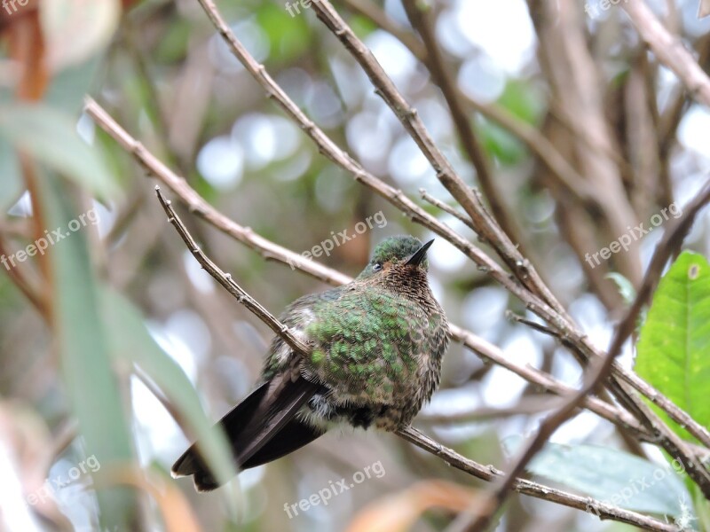 Hummingbird Wings Colors Cold Nevado Del Ruiz