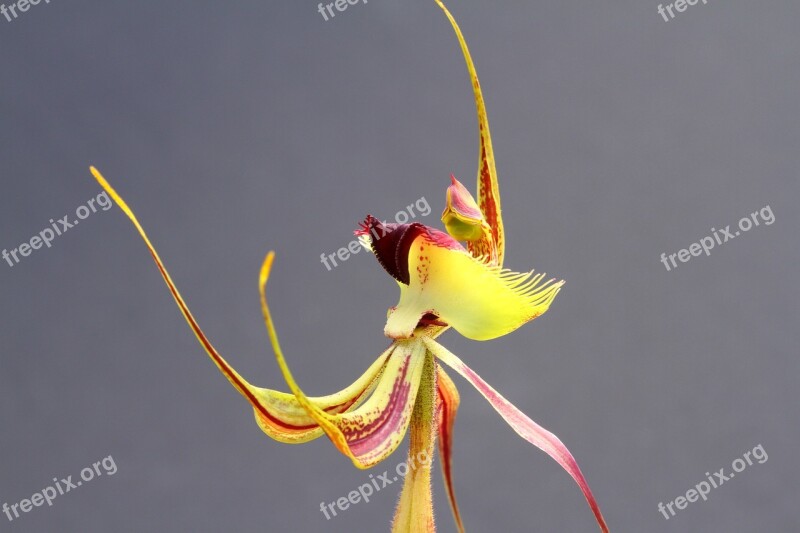 Orchid Butterfly Spider Wa Free Photos