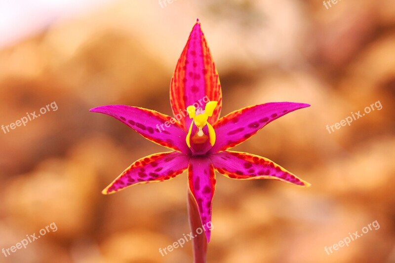 Queen Of Sheba Orchid Wildflowers Free Photos