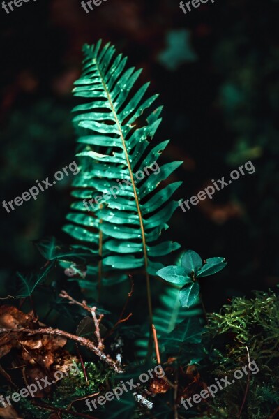 Fern Green Nature Leaves Plants