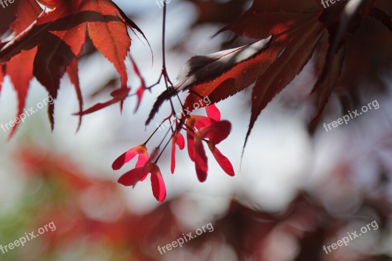 Tree Leaves Acer Red Summer