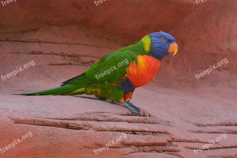 Bird Color Colorful Feather Parrot