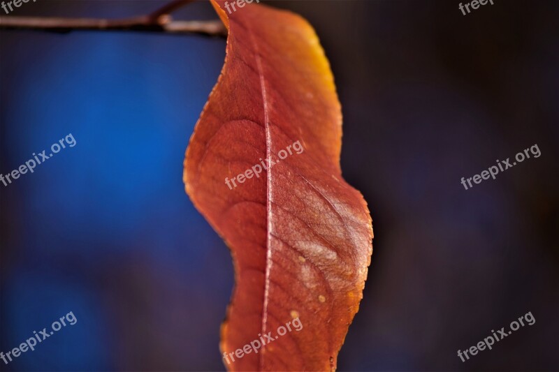 Leaf Orange Blur Leaves Autumn