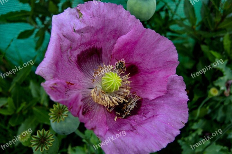 Poppy Plant Nature Blossom Bloom