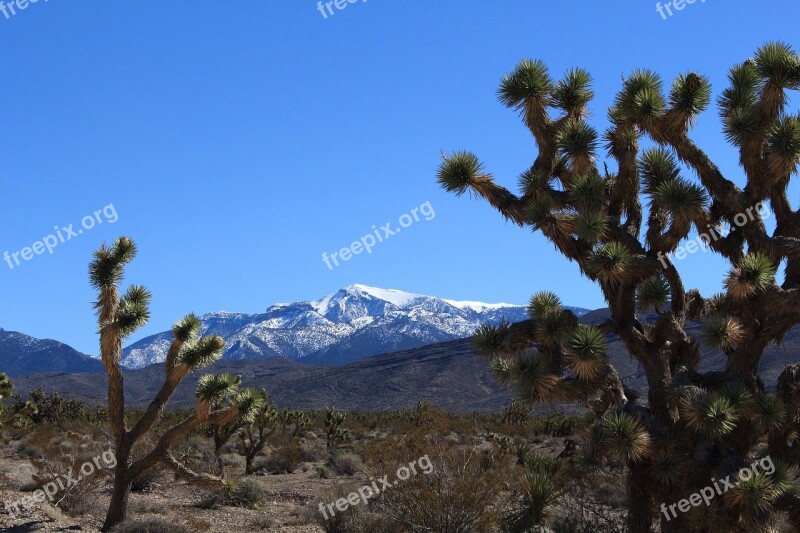 Joshua Tree Mt Charleston Southwest Desert