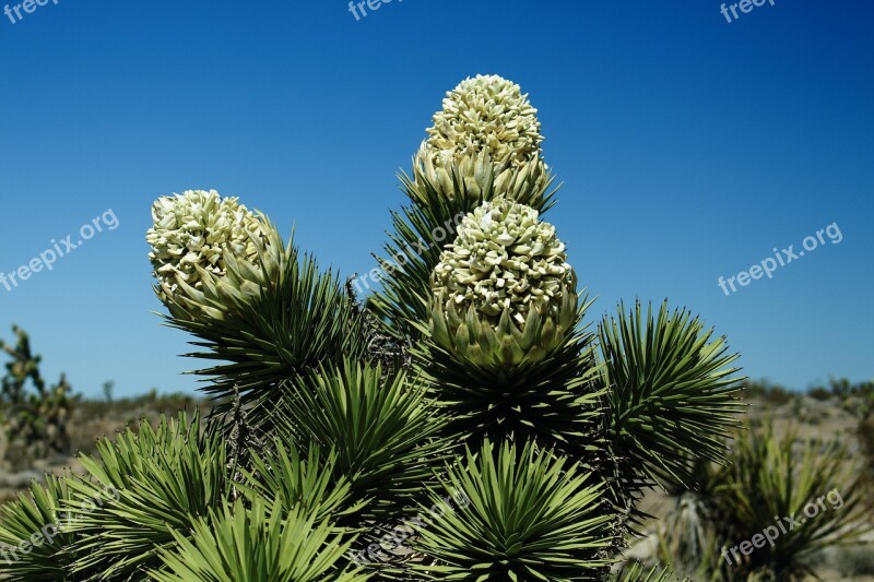 Joshua Bloom Flower Desert Southwestern