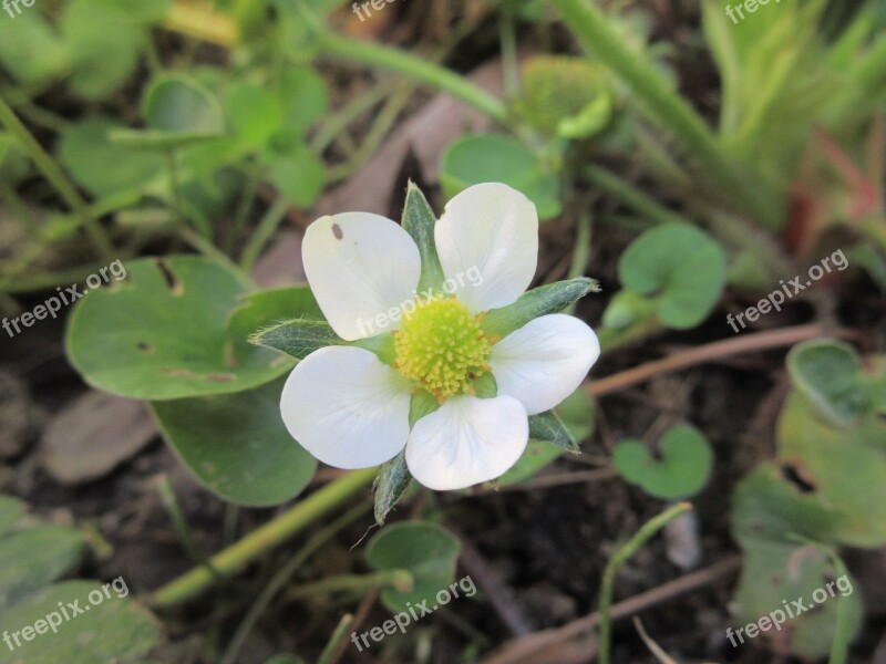 Flower Prato Nature Flowers Summer