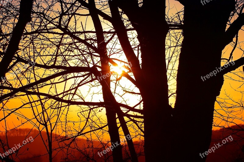 Nature Sun Trees Branches Aesthetic