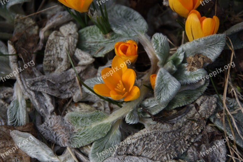 Crocus Saffron Flower Spring Free Photos