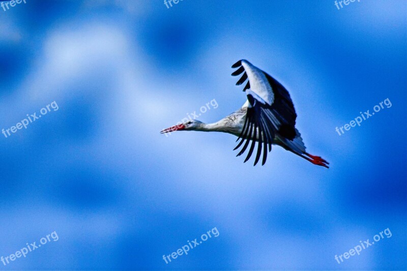 Stork Flying Elegant Pride Beautiful