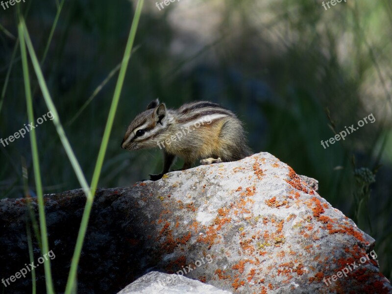 Chipmunk Rodent Stripes Cute Animal