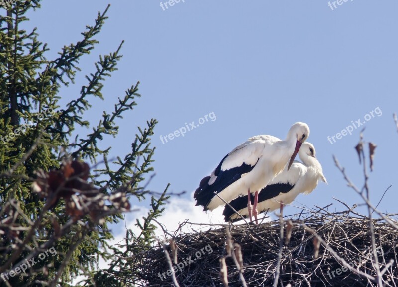 Storks Migrating Birds Arrival Of Spring Bird Migration