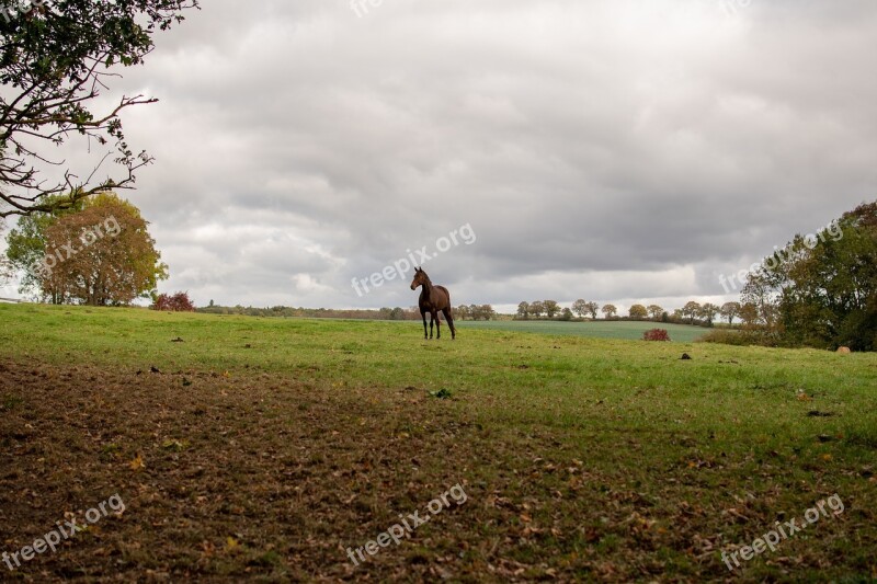 Horse Reiter Portrait Nature Thoroughbred