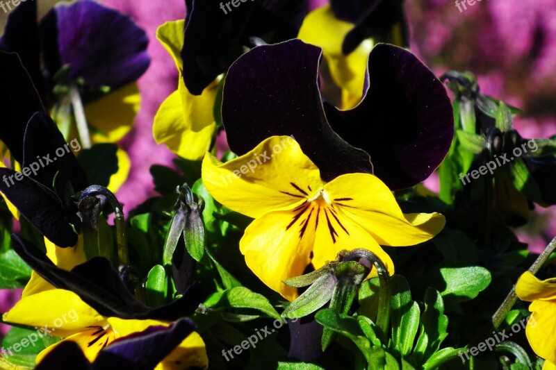 Pansies Spring Nature Flowers Garden