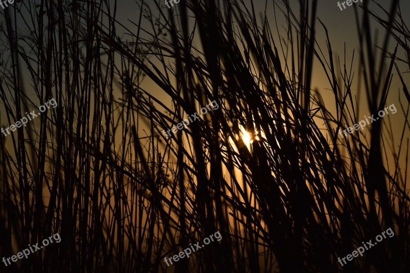 Sunset Weed Against Light Mountains Photography