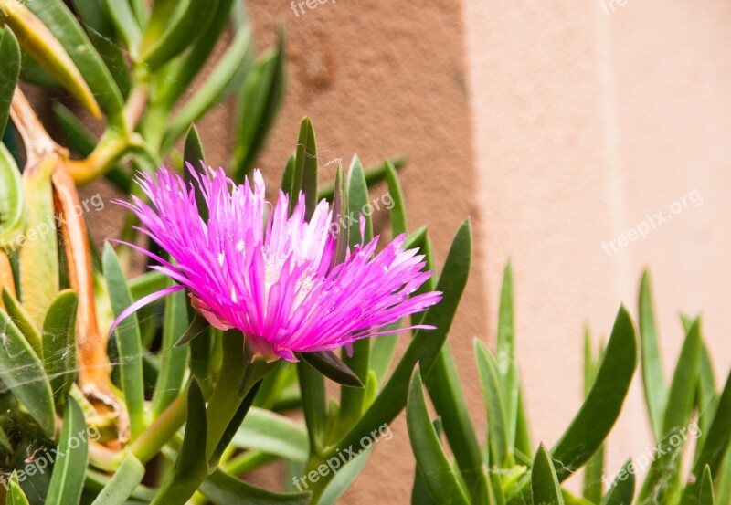 Flower Blossom Bloom Cactus Sokulente