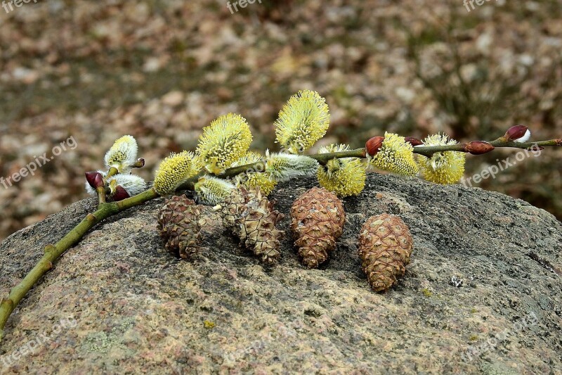 The Basis Of Cones Stone Decoration Spring