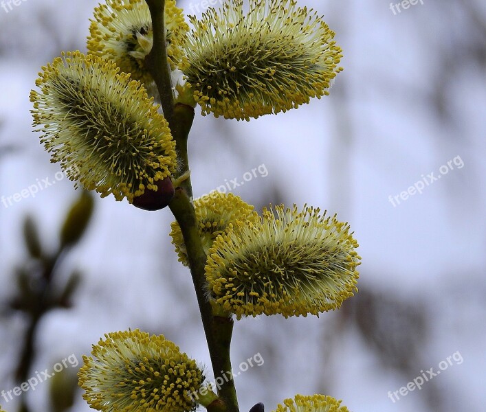 The Basis Of Spring Sprig Nature Free Photos