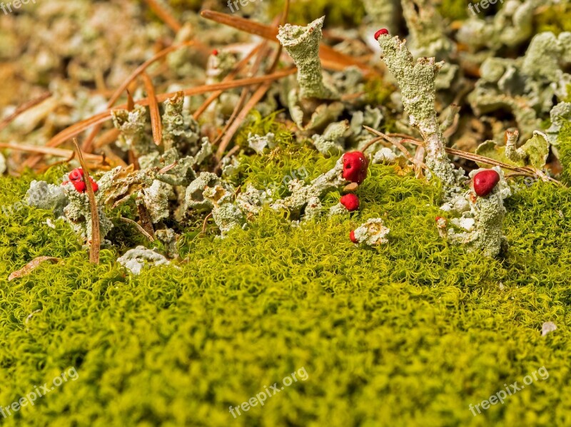 Lichen Pillar Lichen Rotfrüchtige Pillar Lichen Moss Symbiosis