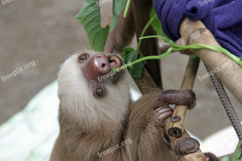 Sloth Arboreal Mammals Baby Nature