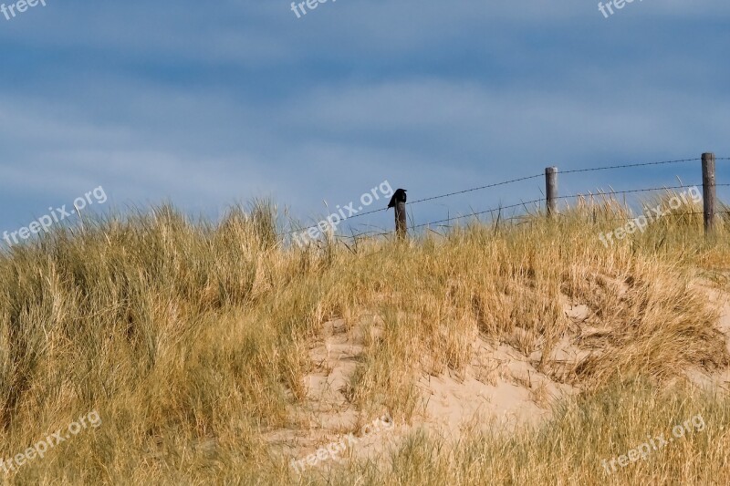 Beach Dune Sand Sea North Sea