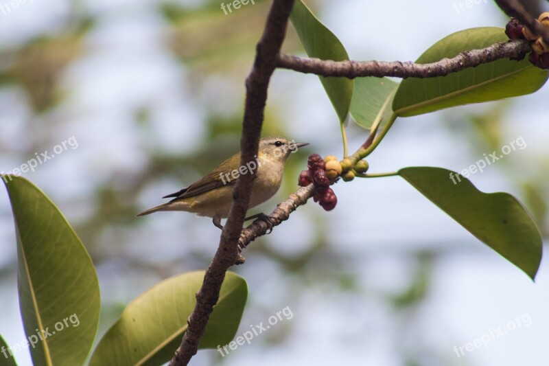 El Salvador Birds Feathers Forest Fly