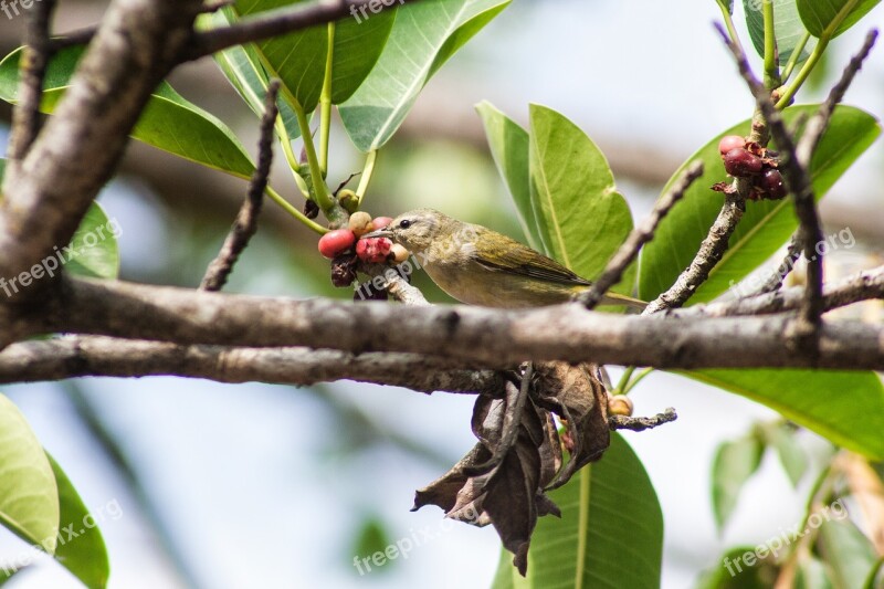 Nature Birds Feathers Forest Fly