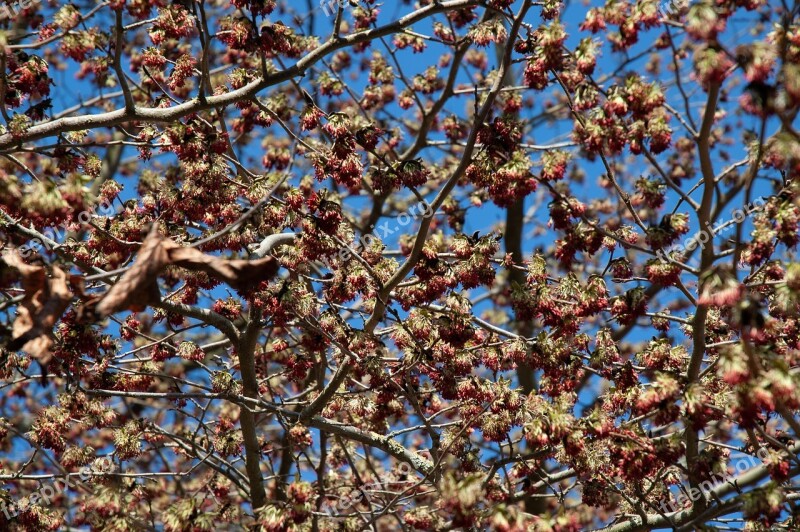 Insects Bees Tree Blossom Spring