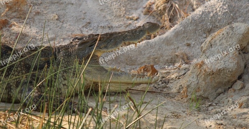 Crocodile Nile Uganda Safari Wildlife