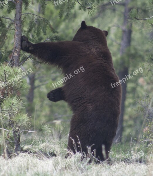 Black Bear Nature Wildlife Scratching Back Trees