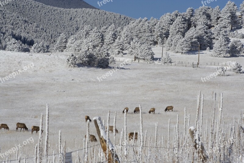 Hoarfrost Elk Herd Colorado Winter Landscape