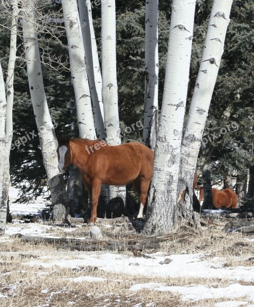 Horses Aspen Ranch Horses Winter Snow