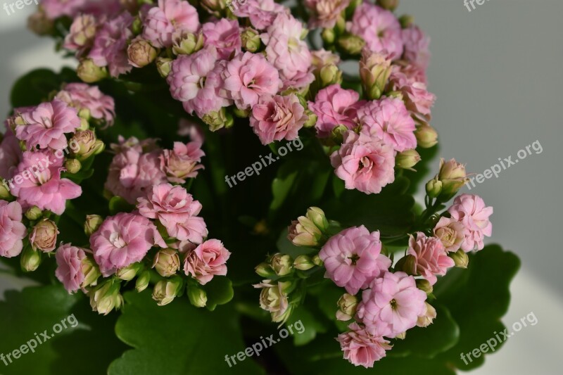 Kalanchoe Flowers Pink Plants Free Photos