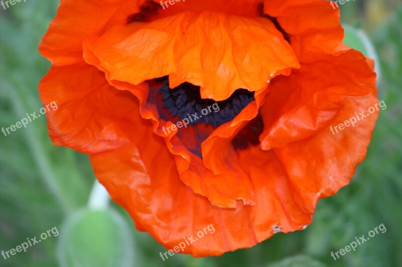 Poppy Gardening Spring Blossom Summer