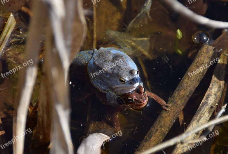 Frogs Rana Arvalis Blue Male Amphibian Free Photos