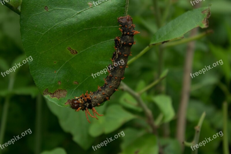 Worm Green Nature Caterpillar Insect