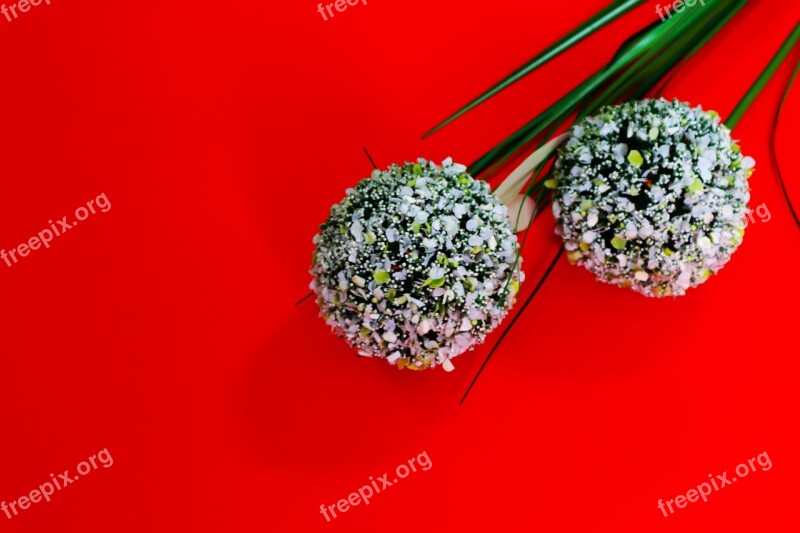 Flower Red Araki Red Background Plant Grass