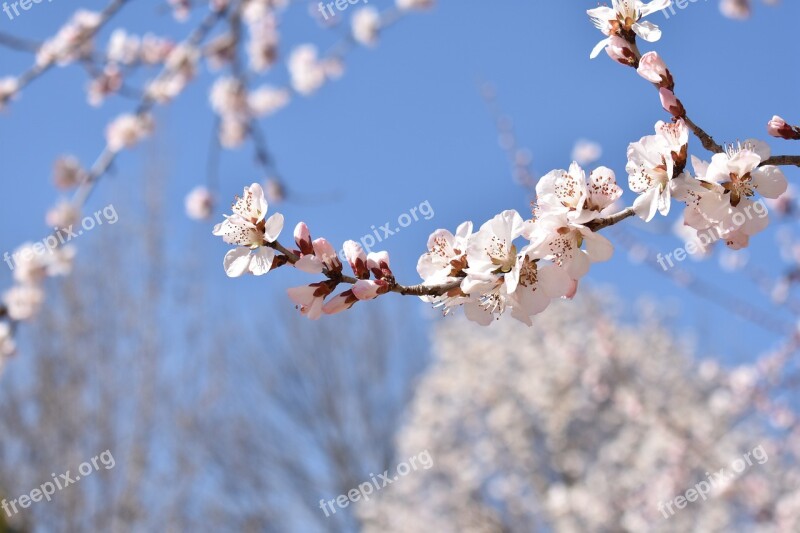 Flower Blue Sky White Peach Blossom Garden