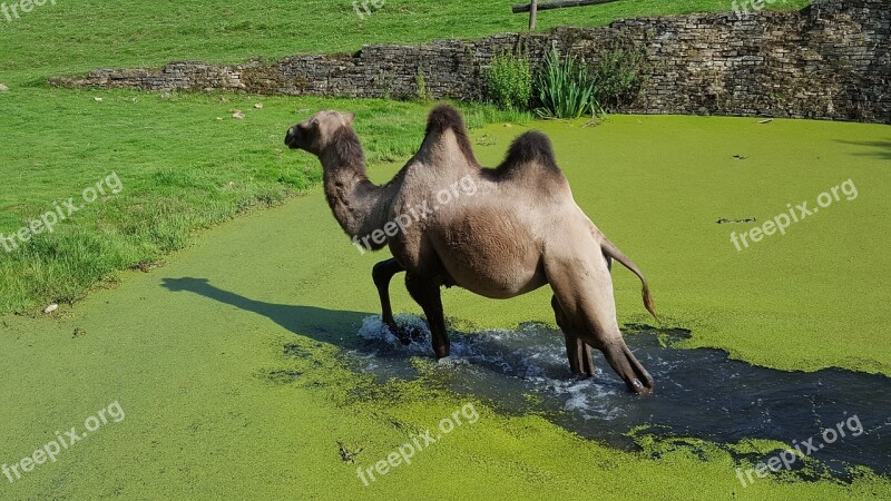 Dromedary Zoo Nature Free Photos