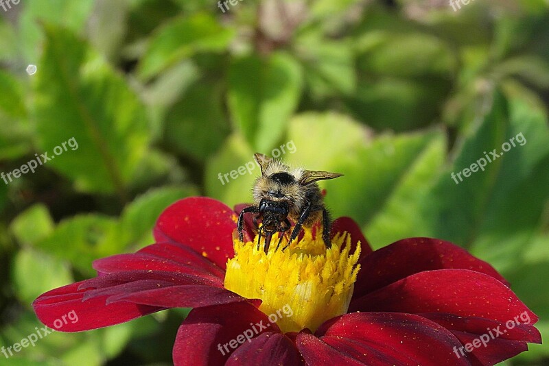 Bee Pollen Nectar Pollination Garden