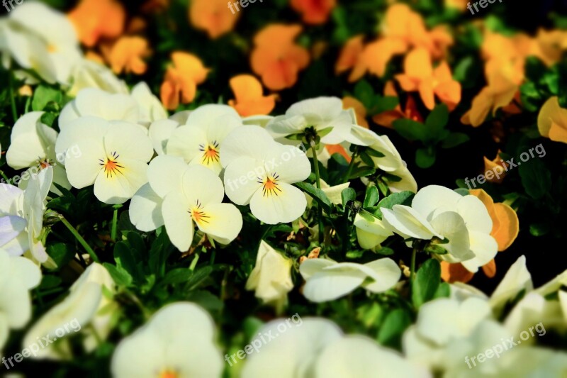 Pansy Spring Flower Colorful Full Bloom