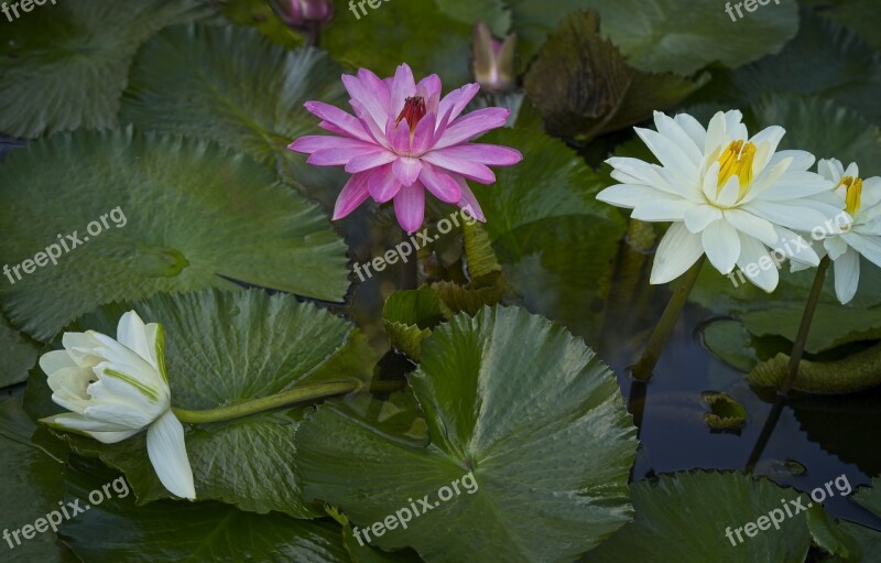 Water Lilies Lily Pond Aquatic Plants Nymphaea Flora