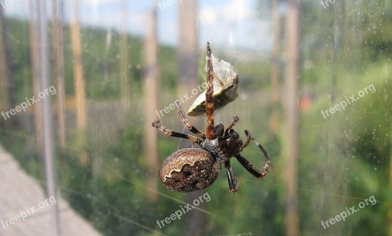 Araneus Fang Prey Close Up Fly