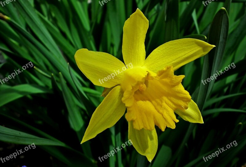 Narcissus Flower Yellow Garden Spring