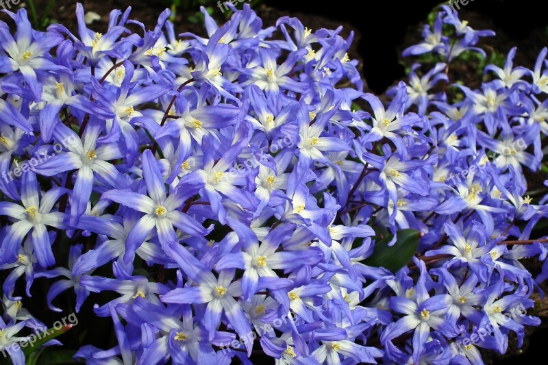 Flowers Blue Nature Spring Flourishing