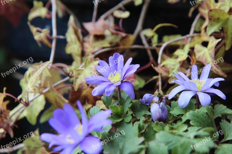 Anemone Flowering Flower Spring Free Photos