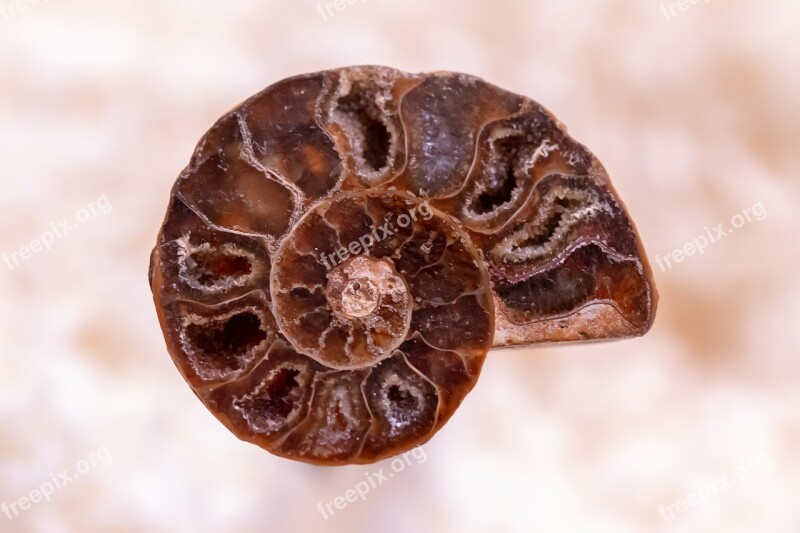 Snail Petrified Spiral Shell Jewellery