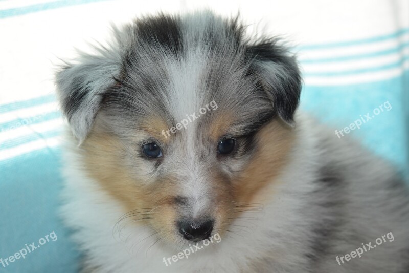 Puppy Puppy Shetland Sheepdog Pup Bitch Shetland Sheepdog Shetland Sheepdog Princess Blue