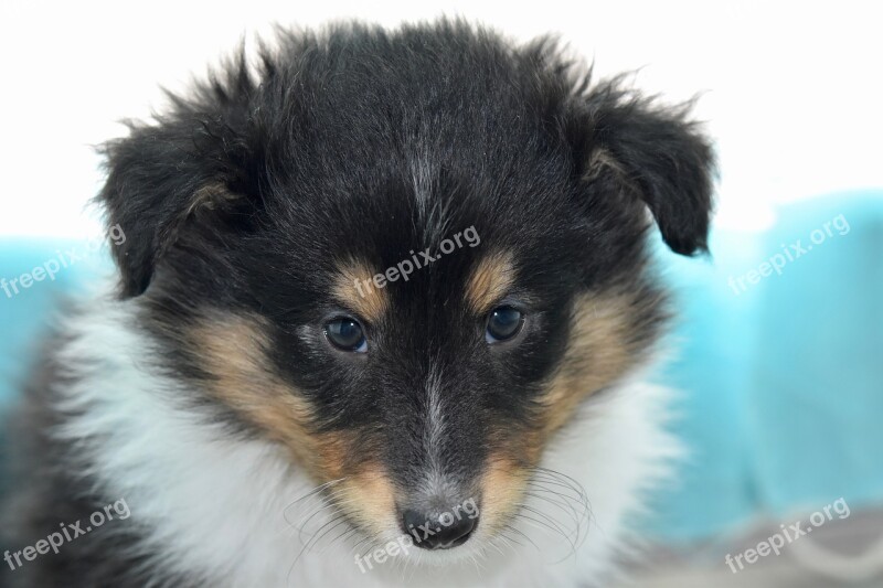 Puppy Puppy Shetland Sheepdog Pup Dog Soft